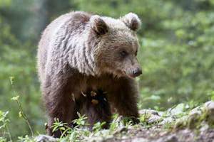 Ours brun<br>NIKON D4, 500 mm, 7200 ISO,  1/500 sec,  f : 5.6 